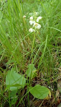 Pyrola elliptica image