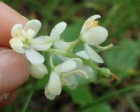 Pyrola elliptica image