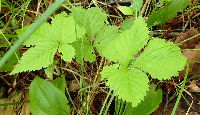 Rubus pubescens image