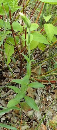 Silene vulgaris image