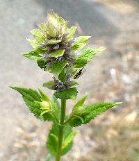 Agastache foeniculum image