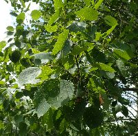 Populus grandidentata image
