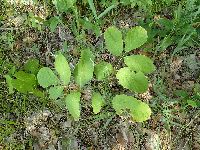 Aralia nudicaulis image
