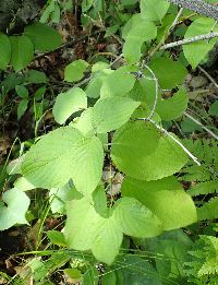 Cornus rugosa image