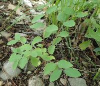 Symphoricarpos albus image
