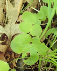 Anemone americana image