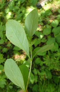 Lonicera dioica image