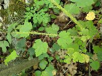 Ribes missouriense image