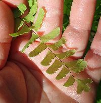 Adiantum pedatum image