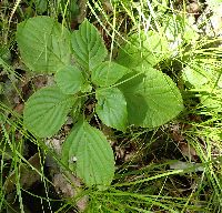 Cornus alternifolia image