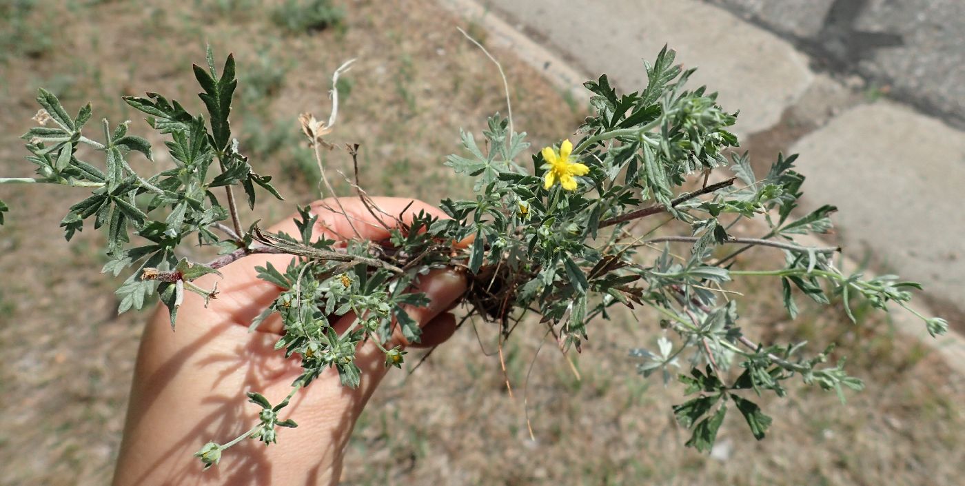 Potentilla argentea image