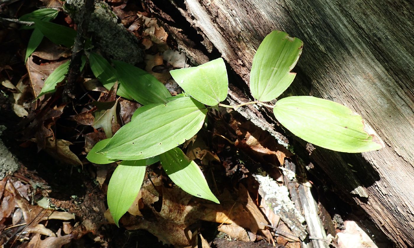 Polygonatum pubescens image