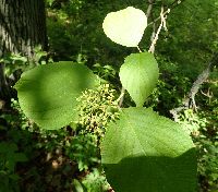 Cornus rugosa image