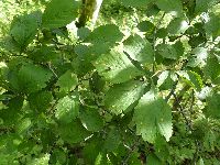Crataegus punctata image
