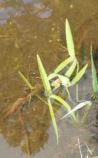 Sagittaria latifolia image