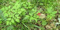 Actaea rubra image