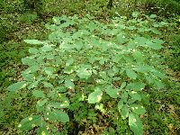 Dirca palustris image