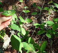 Lonicera dioica image