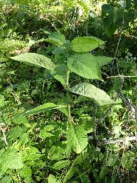 Triosteum perfoliatum image