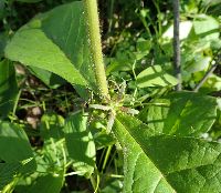Triosteum perfoliatum image