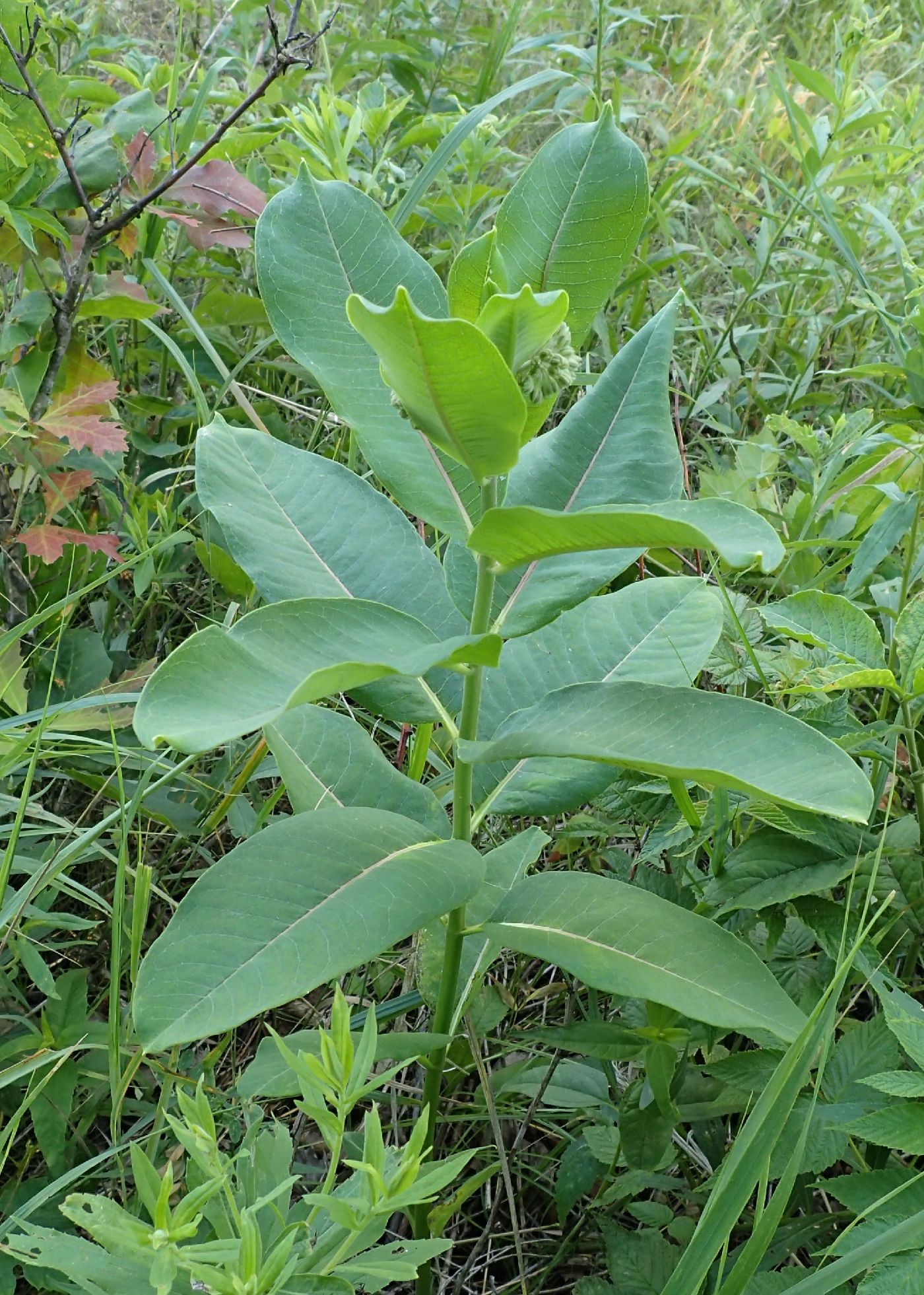 Asclepias syriaca image
