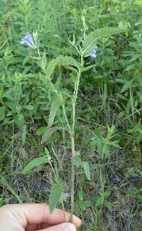 Scutellaria galericulata image