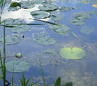 Nymphaea odorata image