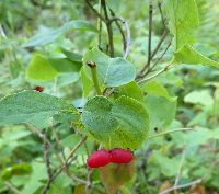 Lonicera canadensis image