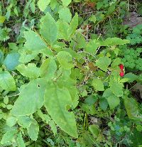 Lonicera canadensis image