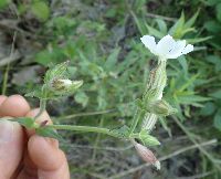 Silene vulgaris image