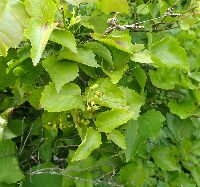 Viburnum rafinesquianum image