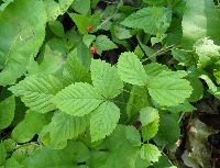 Rubus pubescens image