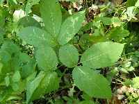 Aralia nudicaulis image