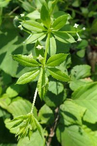 Galium triflorum image