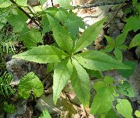 Lysimachia borealis image