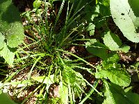 Carex pedunculata image