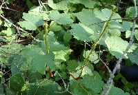Ribes missouriense image