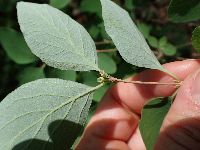Symphoricarpos albus image
