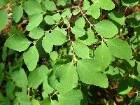 Symphoricarpos albus image