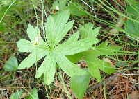Anemone canadensis image