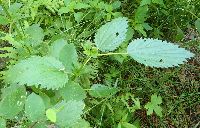 Urtica dioica image