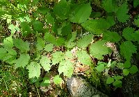 Actaea rubra image