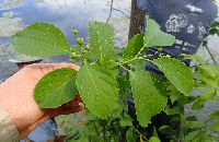 Celastrus scandens image