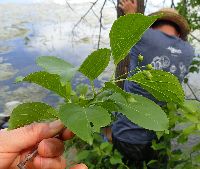 Celastrus scandens image