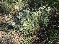 Lonicera hirsuta image
