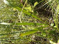 Cornus alternifolia image