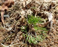 Ranunculus aquatilis image