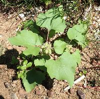 Xanthium strumarium image