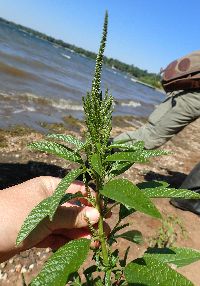 Amaranthus hybridus image