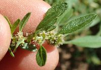 Amaranthus tuberculatus image